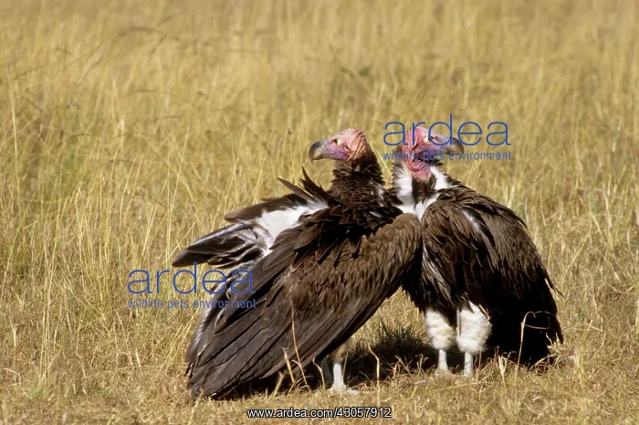 : Kenya. Masai Mara. Pair of Lappet-faced : Kenya. Masai Mara. Pair of Lappet-faced