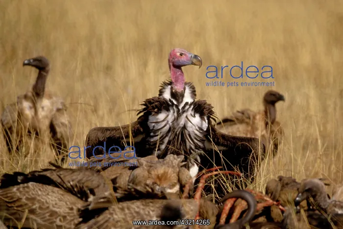 : Kenya: Masai Mara, pair of Lappet-faced : Kenya: Masai Mara, pair of Lappet-faced