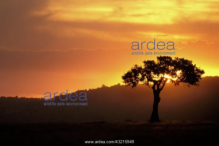 : Kenya, Masai Mara Reserve. Acacia tree silhouetted : Kenya, Masai Mara Reserve. Acacia tree silhouetted