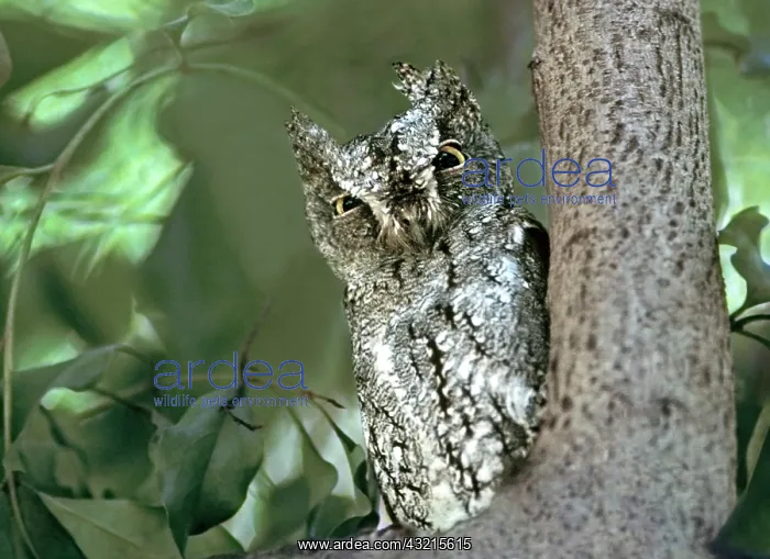  : Kenya, Masai Mara Reserve. Close-up of Scops