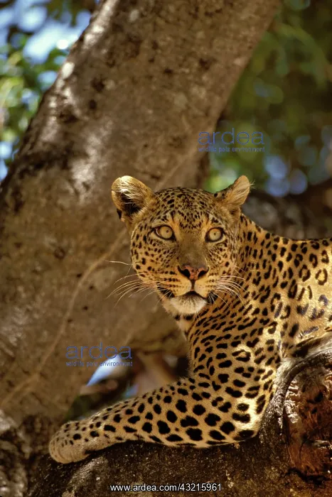 : Kenya, Masai Mara Reserve. Leopard lounges : Kenya, Masai Mara Reserve. Leopard lounges