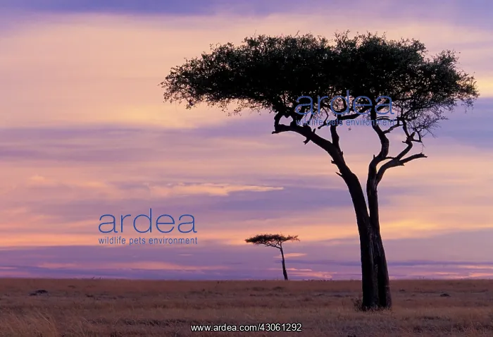 : Kenya, Masai Mara. Sunrise on the plains : Kenya, Masai Mara. Sunrise on the plains