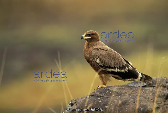 : Kenya, Masai Mara. Tawny Eagle (Aquila rapax) : Kenya, Masai Mara. Tawny Eagle (Aquila rapax)