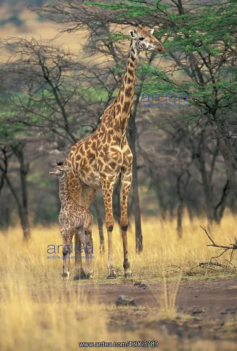 : Kenya, Masai Mara, Three-day-old giraffe : Kenya, Masai Mara, Three-day-old giraffe