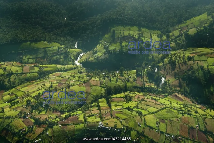 : Kenya, Mau Forest, aerial view of Mara River : Kenya, Mau Forest, aerial view of Mara River