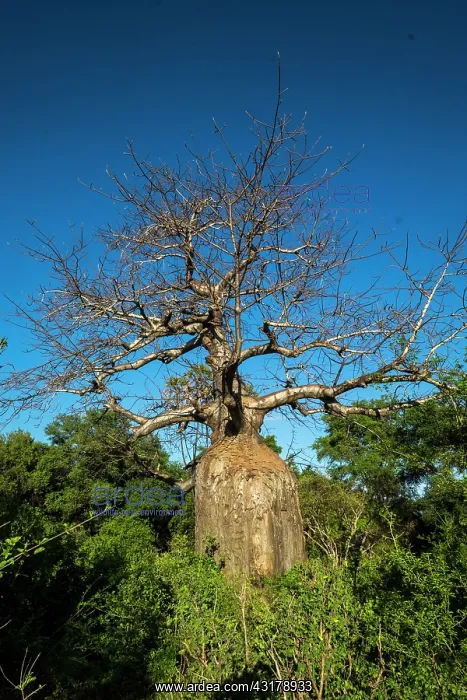 : Kenya, Meru national park, baobab : Kenya, Meru national park, baobab