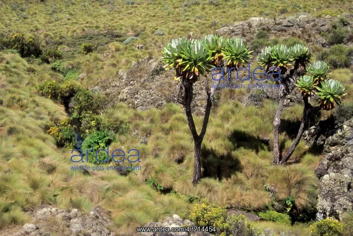 : Kenya: Mt Kenya, Timau Track, Dendro senecio : Kenya: Mt Kenya, Timau Track, Dendro senecio