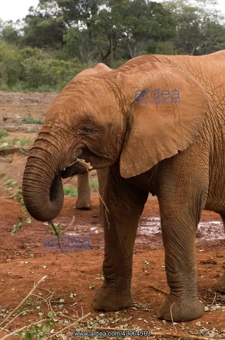 : Kenya, Nairobi, David Sheldrick Wildlife : Kenya, Nairobi, David Sheldrick Wildlife