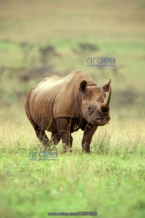 : Kenya, Nairobi National Park. Black Rhinoceros : Kenya, Nairobi National Park. Black Rhinoceros