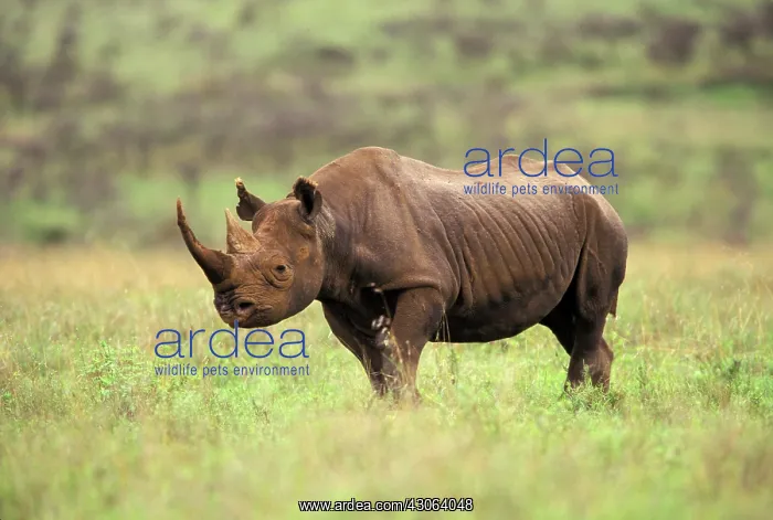 : Kenya, Nairobi National Park. Black Rhinoceros : Kenya, Nairobi National Park. Black Rhinoceros