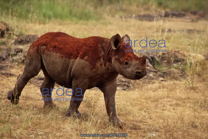 : Kenya: Nairobi National Park, Scud, orphaned : Kenya: Nairobi National Park, Scud, orphaned