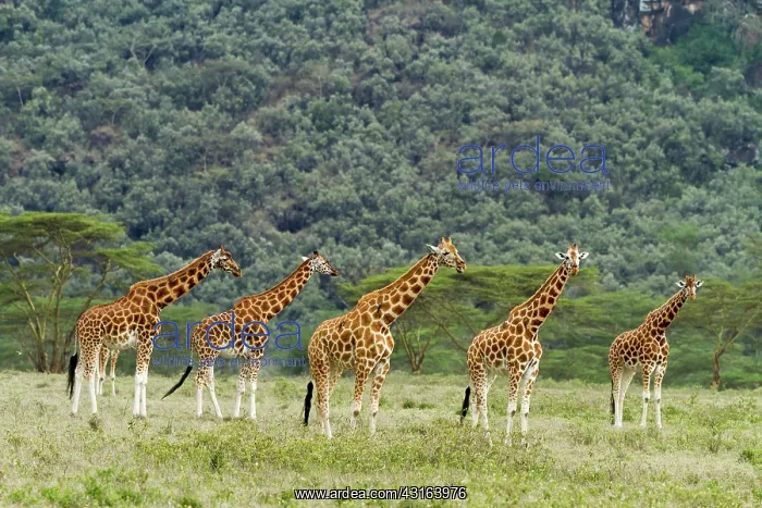 : Kenya, Nakuru national park, Baringo giraffe (Giraffa : Kenya, Nakuru national park, Baringo giraffe (Giraffa