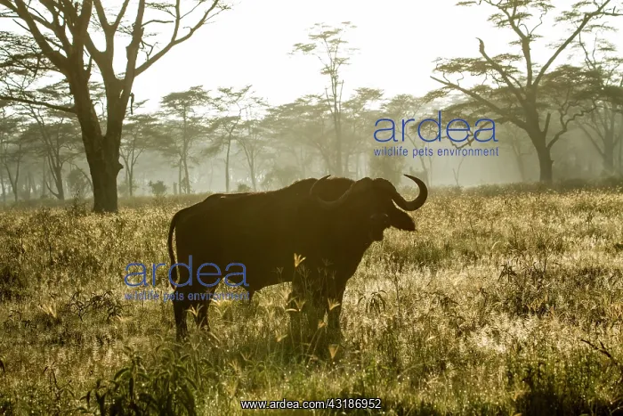 : Kenya, Nakuru national park, buffalo (Syncerus caffer) : Kenya, Nakuru national park, buffalo (Syncerus caffer)