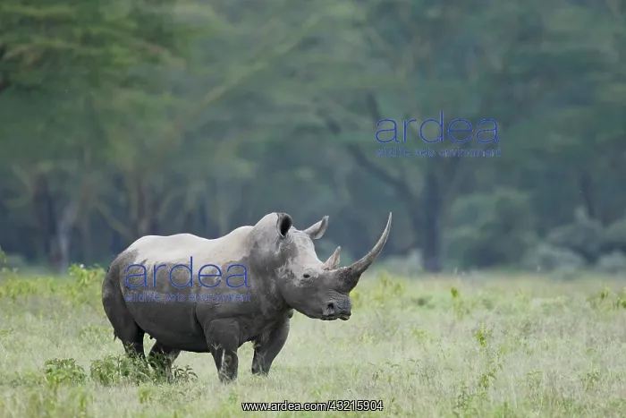: Kenya, Nakuru National Park. Endangered : Kenya, Nakuru National Park. Endangered