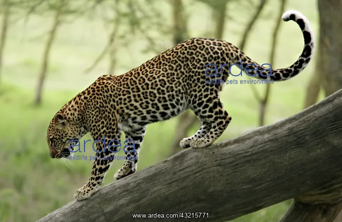 : Kenya, Nakuru National Park. Leopard walking : Kenya, Nakuru National Park. Leopard walking