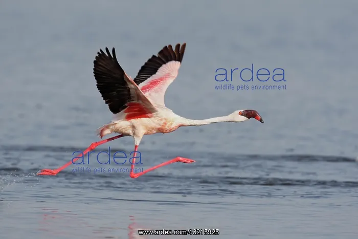 : Kenya, Nakuru National Park. Lesser flamingo : Kenya, Nakuru National Park. Lesser flamingo