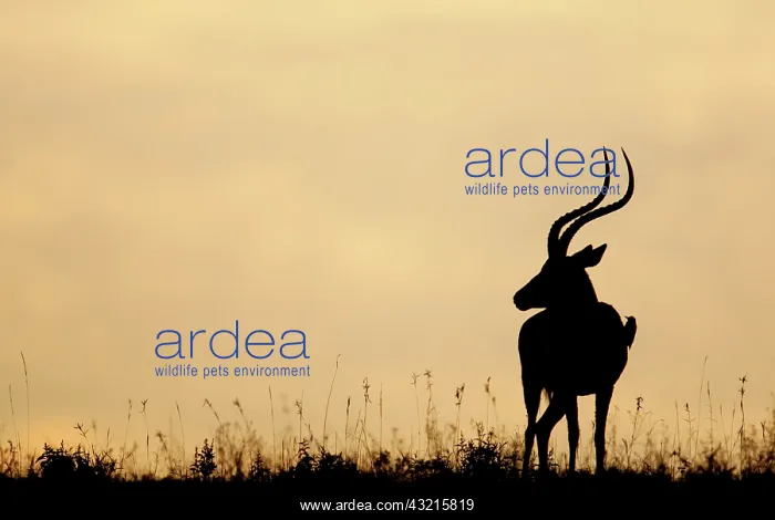 : Kenya, Nakuru National Park. Silhouette : Kenya, Nakuru National Park. Silhouette