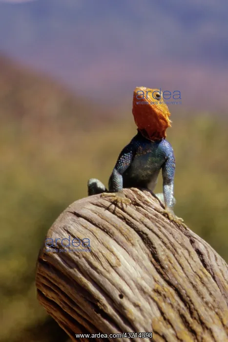 : Kenya: Namunyak Conservation Area, Agama : Kenya: Namunyak Conservation Area, Agama