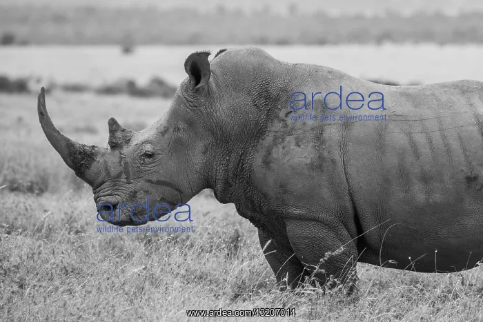 : Kenya, Ol Pejeta Conservancy. Southern white rhinoceros : Kenya, Ol Pejeta Conservancy. Southern white rhinoceros