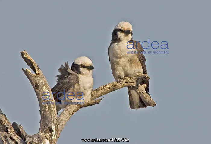  : Kenya. Pair of grey-backed fiscals perched