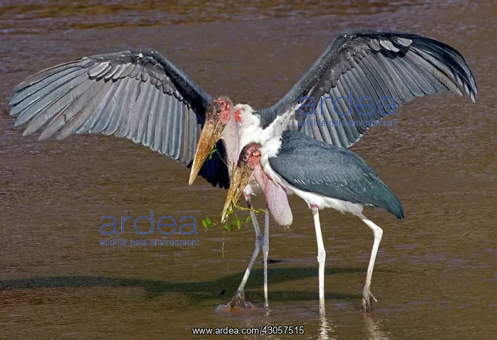 : Kenya. Pair of marabou storks in shallow : Kenya. Pair of marabou storks in shallow