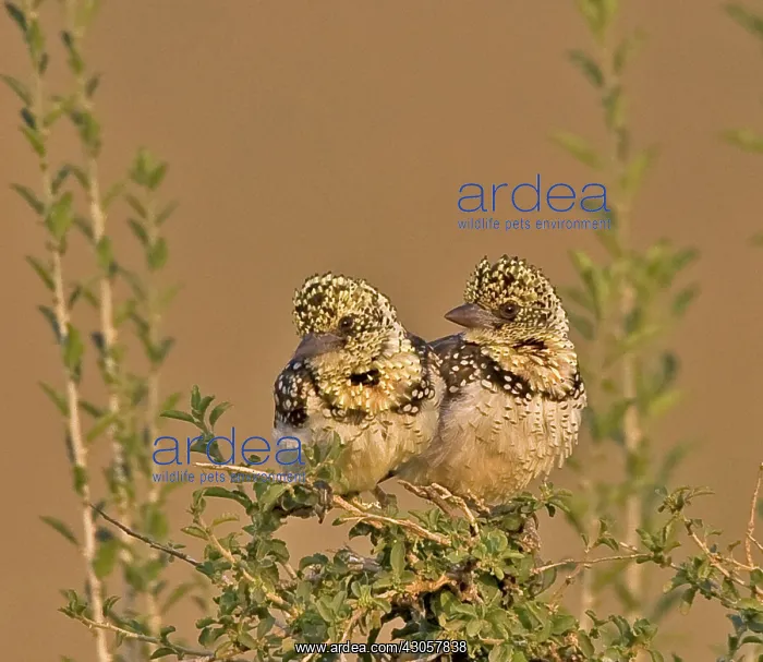 : Kenya. Pair of red-yellow barbets perched : Kenya. Pair of red-yellow barbets perched