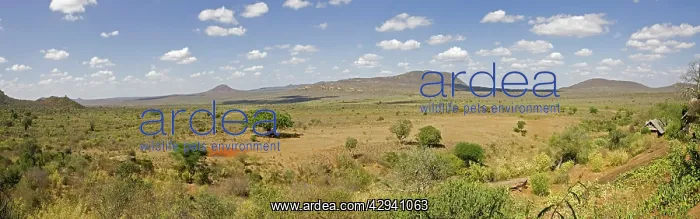 : Kenya - Panoramic view of typical scenery in Tsavo : Kenya - Panoramic view of typical scenery in Tsavo