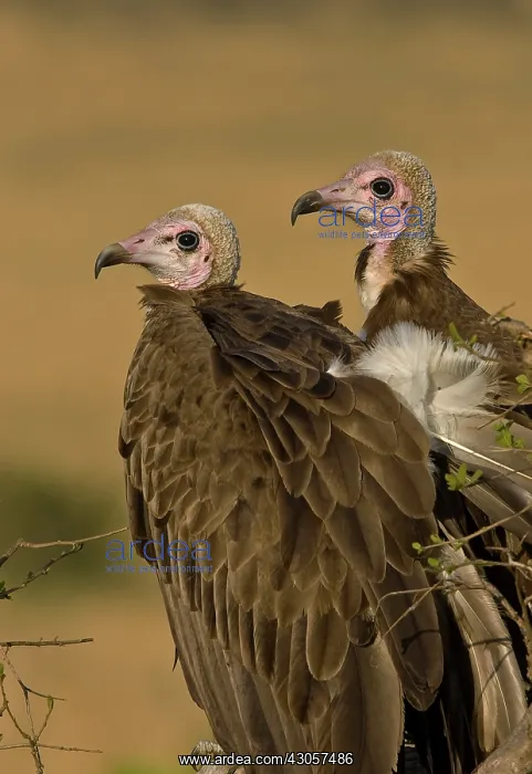 : Kenya. Profile of two lappet-faced vultures : Kenya. Profile of two lappet-faced vultures