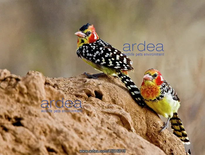 : Kenya. Red-and-yellow barbet birds perched : Kenya. Red-and-yellow barbet birds perched