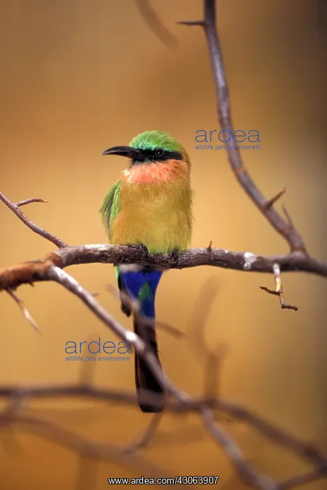 : Kenya. Red-throated bee eater (Merops bullocki) : Kenya. Red-throated bee eater (Merops bullocki)