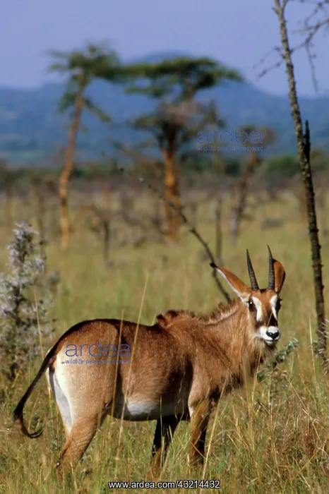 : Kenya: Ruma National Park, in Lambwe Valley : Kenya: Ruma National Park, in Lambwe Valley