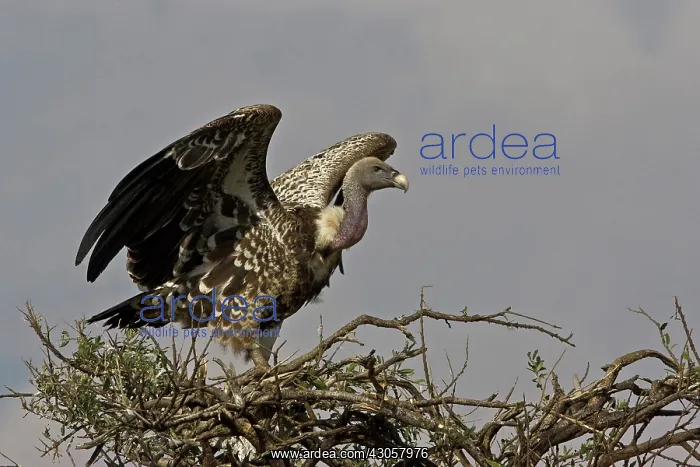 : Kenya. Ruppell's vulture with wings outspread : Kenya. Ruppell's vulture with wings outspread