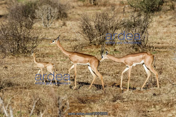 : Kenya, Samburu game reserve, gerenuk (Litocranius : Kenya, Samburu game reserve, gerenuk (Litocranius