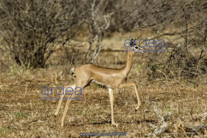 : Kenya, Samburu game reserve, gerenuk (Litocranius : Kenya, Samburu game reserve, gerenuk (Litocranius