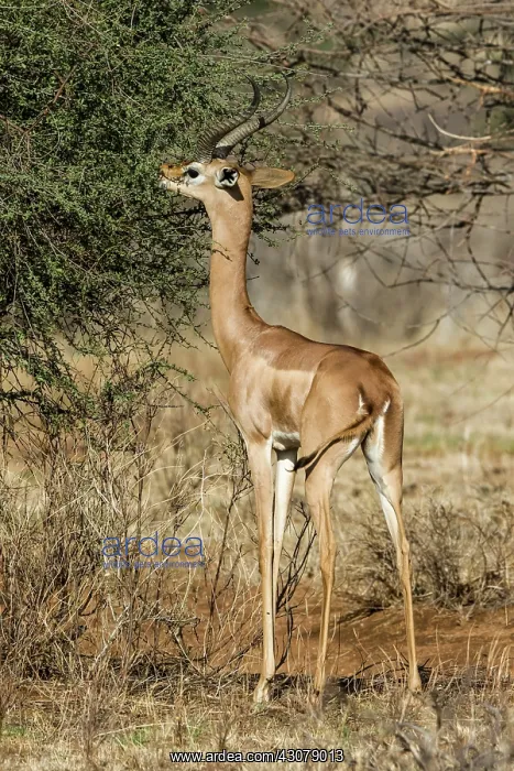 : Kenya, Samburu game reserve, gerenuk (Litocranius : Kenya, Samburu game reserve, gerenuk (Litocranius