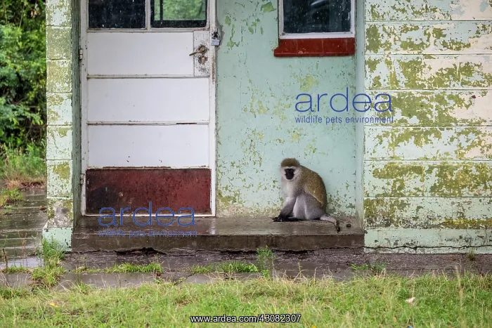 : Kenya, Samburu game reserve, vervet monkey (Chlorocebus : Kenya, Samburu game reserve, vervet monkey (Chlorocebus