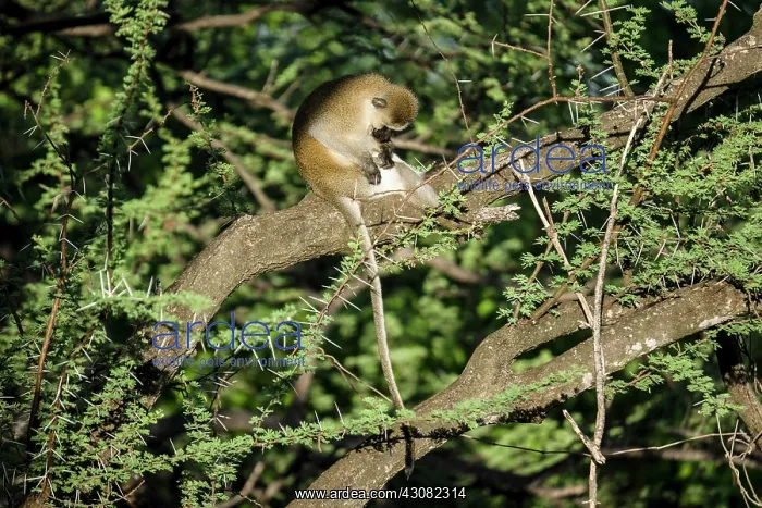 : Kenya, Samburu game reserve, vervet monkey (Chlorocebus : Kenya, Samburu game reserve, vervet monkey (Chlorocebus