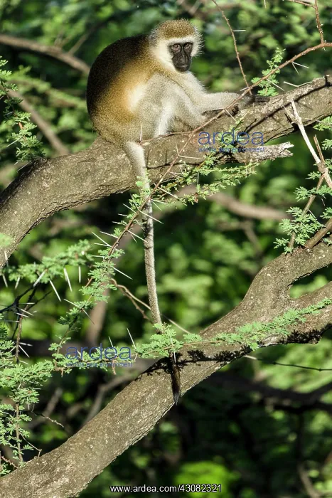  : Kenya, Samburu game reserve, vervet monkey (Chlorocebus