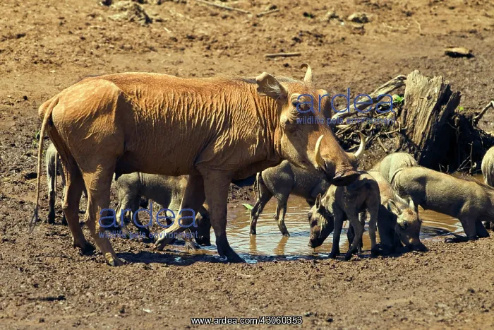 : Kenya, Samburu Game Reserve. Warthog (Phacochoerus : Kenya, Samburu Game Reserve. Warthog (Phacochoerus