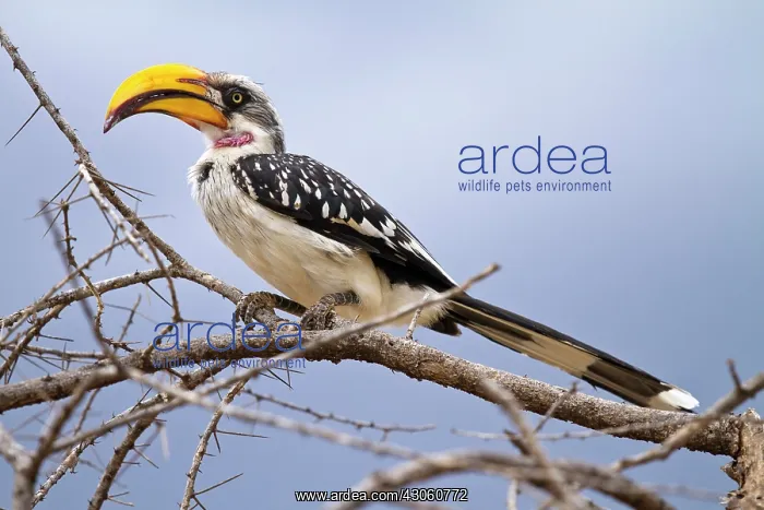 : Kenya, Samburu Game Reserve. Yellow-billed : Kenya, Samburu Game Reserve. Yellow-billed