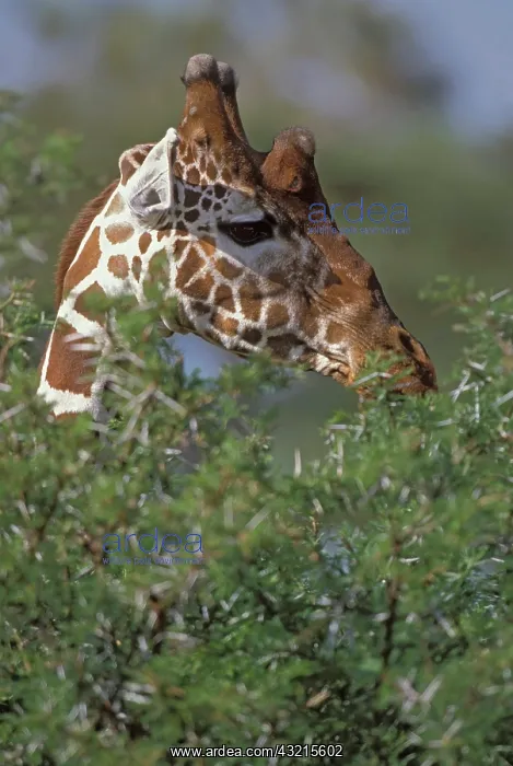 : Kenya, Samburu National Park. A reticulated : Kenya, Samburu National Park. A reticulated