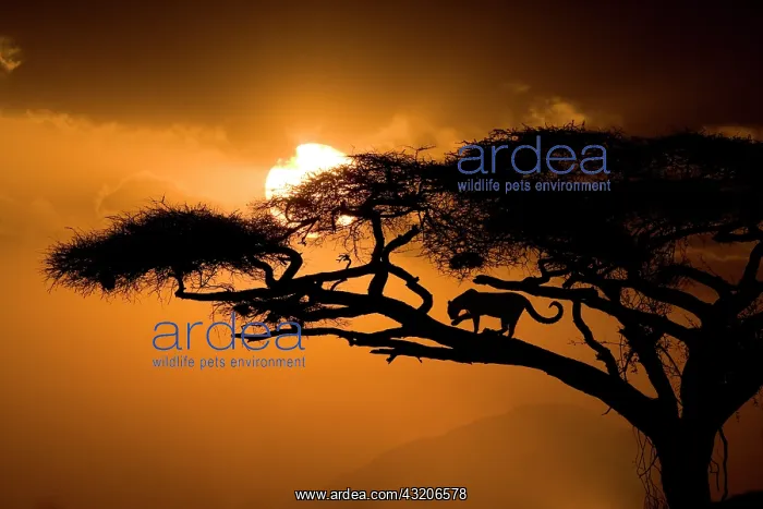 : Kenya, Samburu National Reserve. Leopard silhouette : Kenya, Samburu National Reserve. Leopard silhouette