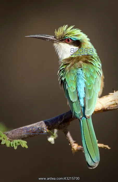 : Kenya, Samburu National Reserve. Close-up : Kenya, Samburu National Reserve. Close-up