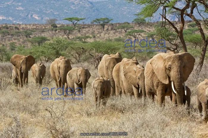 : Kenya, Samburu National Reserve. Elephants : Kenya, Samburu National Reserve. Elephants