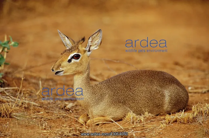 : Kenya, Samburu National Reserve. Guenther's : Kenya, Samburu National Reserve. Guenther's