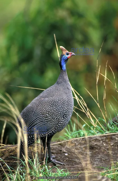 : Kenya, Samburu National Reserve. Helmeted : Kenya, Samburu National Reserve. Helmeted