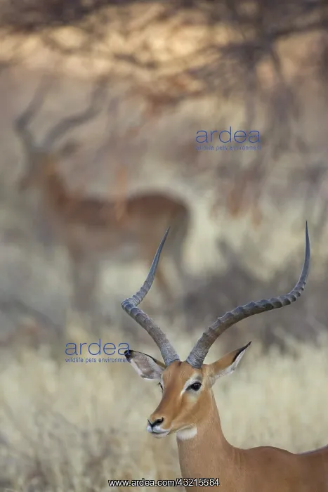 : Kenya, Samburu National Reserve. Two impalas : Kenya, Samburu National Reserve. Two impalas