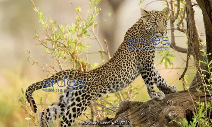  : Kenya, Samburu National Reserve. Leopard