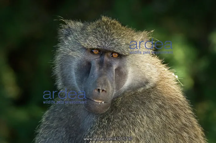: Kenya, Samburu National Reserve. Portrait : Kenya, Samburu National Reserve. Portrait