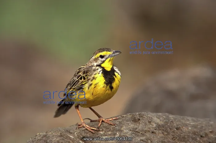 : Kenya, Samburu National Reserve. Yellow-necked : Kenya, Samburu National Reserve. Yellow-necked